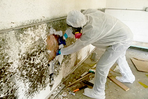 Negative Air Mold Remediation